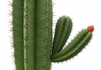 Green cactus with a small red bud isolated on transparent background