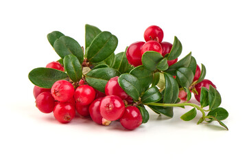 Lingonberry Branch, Vaccinium vitis idaea, isolated on white background.