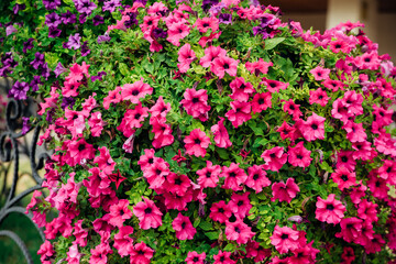 Petunia flowers in a city flower bed. The pink flower with green leaves grows in a lush bush.
