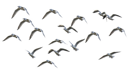 Isolated Flock of Seagulls Flying
