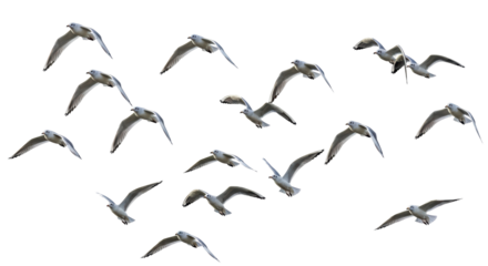 Isolated Flock of Seagulls Flying