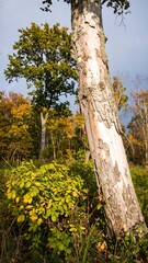 Fototapeta premium Autumn tree trunk in forest