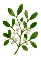 Mistletoe branch with an open structure