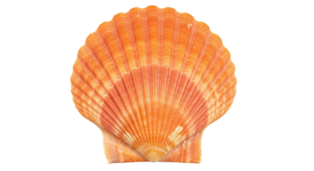 Isolated Scallop Shell