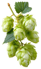Close-up of fresh hop cones on vine