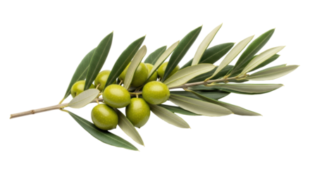 Isolated Olive Branch with Green Olives