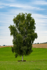 Birke auf einer Wiese mit Sitzbank 1