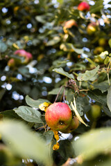 Gesunde Ernte auf dem Baum, Spätsommerlicher, Apfel. Apfelsorte . Apfelbaum.