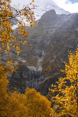 autumn forest in the mountains