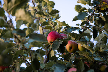 Ernte reife Äpfel auf dem Baum. Rote Äpfel, Früchte im Spätsommer. Vitamin C. Apfelbaum