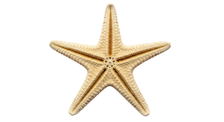 Isolated Starfish