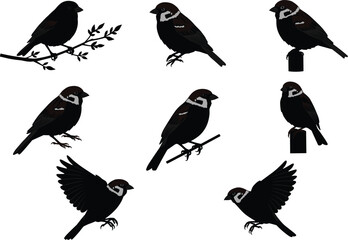 Sparrow Bird Silhouette Vector Set: Perched, Flying, and Sitting Little Birds in Various Poses
.