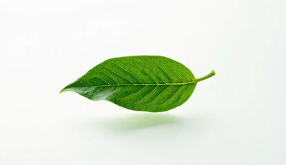 Obraz premium Minimal single green leaf isolated on white background