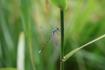 アオイトトンボ　Lestes sponsa
