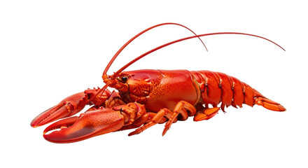 Isolated Lobster