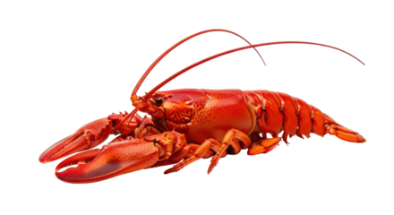 Isolated Lobster