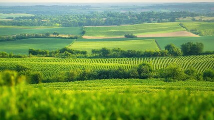 Obraz premium A patchwork of farmlands with crops like cotton, on blurred background