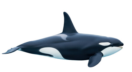 Isolated Killer Whale