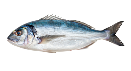 Isolated Dorado Fish