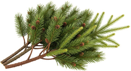 Isolated Pine Branch
