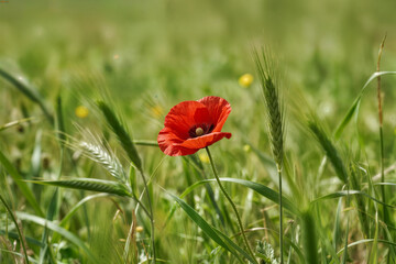Obraz premium red flower on the green field concept concepto de flor roja sobre campo verde concept de fleur rouge sur fond vert gelincik çiçeği