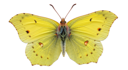 Isolated Yellow Butterfly