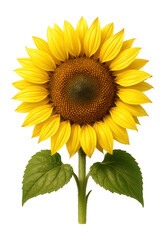 Obraz premium Yellow sunflower with bright head