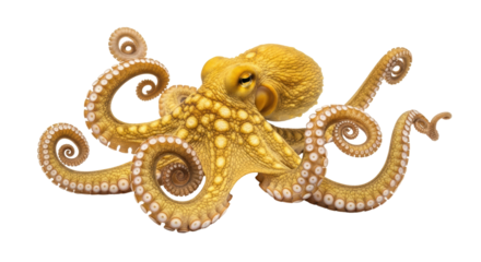 Isolated Octopus