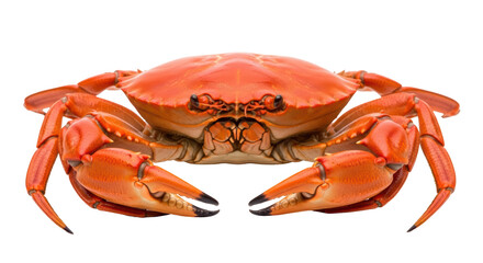Isolated Crab