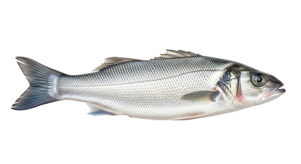 Isolated Sea Bass