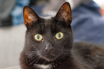 Close-up portrait of black cat with yellow eyes indoors