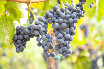 Moselle vineyard, blue ripe grapes, Pinot Noir wine growing on vine, Mosel river valley Trier, Germany, harvest and agriculture, rhineland palatine