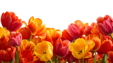 border of red and yellow tulips from bottom edge isolated on white