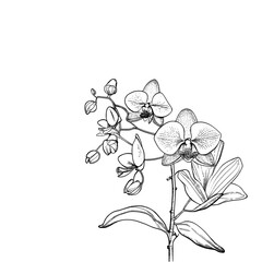 Detailed black and white line drawing of an elegant orchid plant with multiple blossoms and buds, showcasing intricate botanical details.