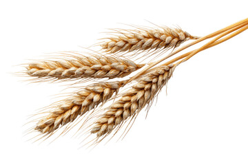 Close-up of three wheat ears.  Golden-tan color, detailed textures,  isolated on black