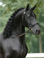 Portrait of a frisian black horse in profile with long, curly hair