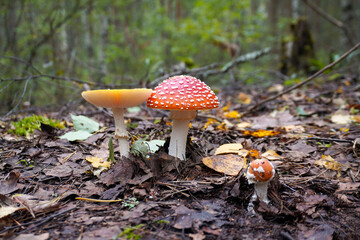 Fly agaric mushrooms growing in autumn forest