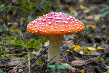 Fly agaric mushroom growing in autumn forest floor