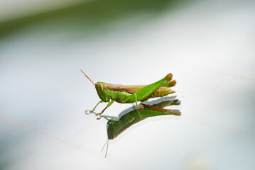 Grasshopper reflection on glass, surface with grasshopper reflection clearly seen, grasshopper reflection captured in macro