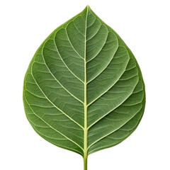 Obraz premium Close up of a vibrant green leaf with prominent veins on a black background