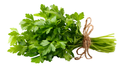 chopped fresh parsley bunch isolated on white