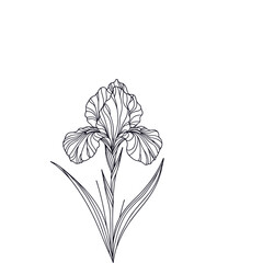 Line art drawing of a single iris flower.