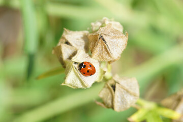 Seven-spot ladybird (Coccinella septempunctata) on seed pods of greater musk-mallow (Malva alcea)....