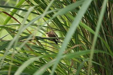Prinia on tree