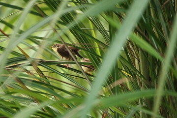 Prinia on tree