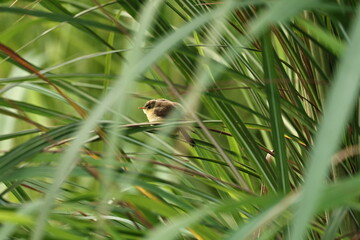 Prinia on tree