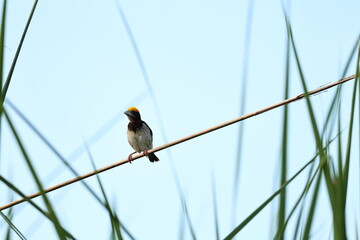 Weaver bird