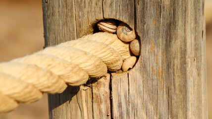 foto tomada en el delta del ebro junto a la Ampolla, refugio, caracoles, apiñados, cuerda con poste, fondo pantalla, fondo escritorio
