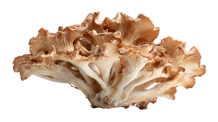 Fototapeta premium edible maitake mushroom, grifola frondosa isolated on white background