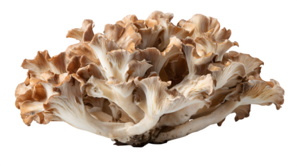 edible maitake mushroom, grifola frondosa isolated on white background
